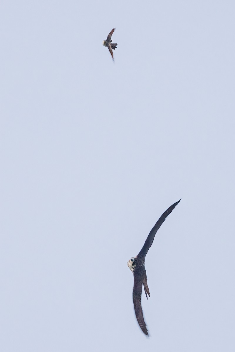 Yellow-billed Cuckoo - ML617327725