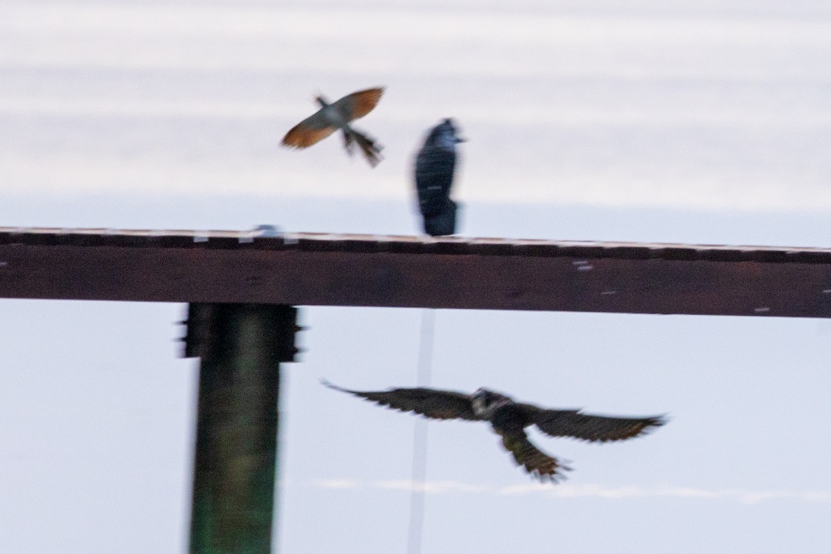 Yellow-billed Cuckoo - ML617327727