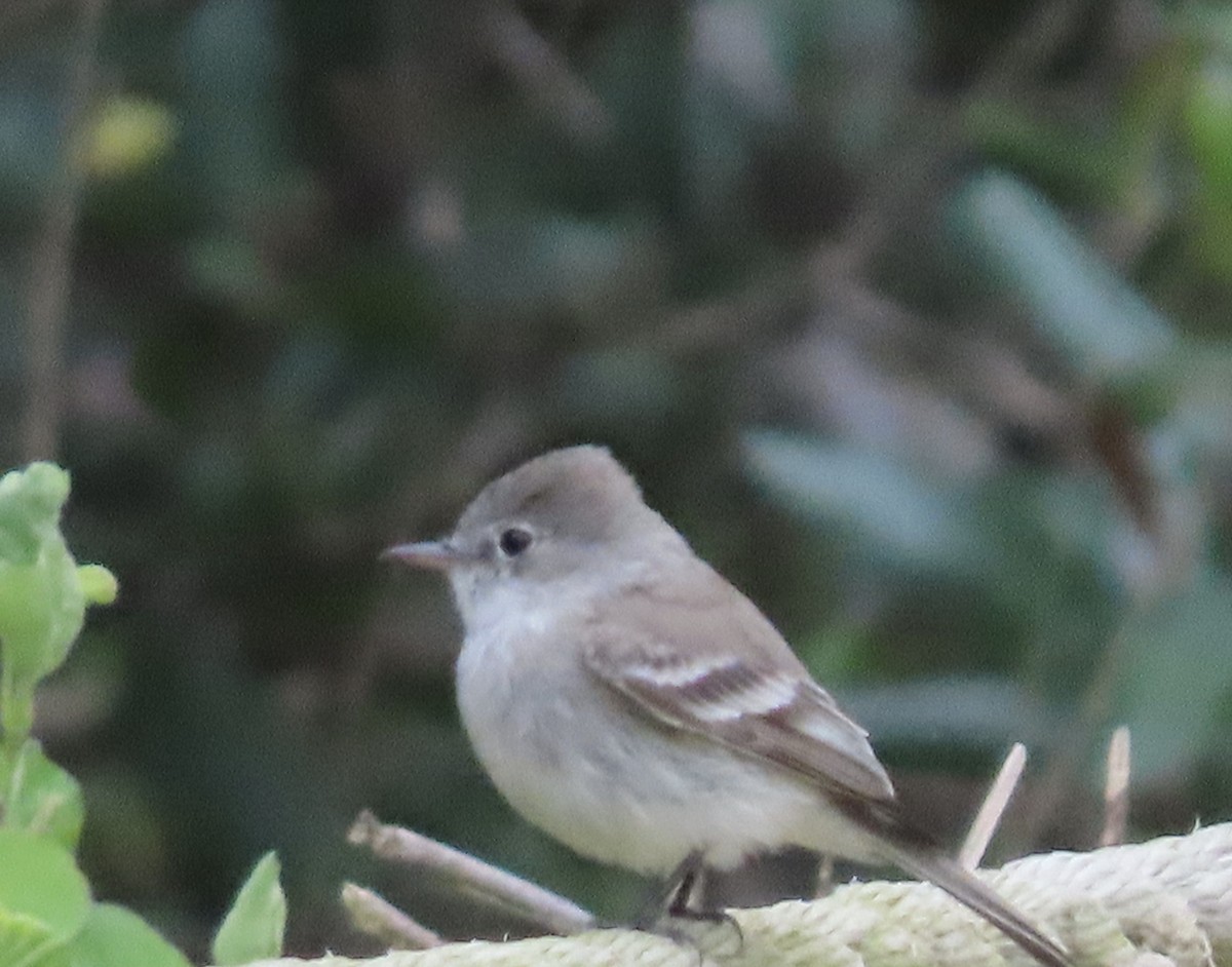 Gray Flycatcher - Jan Gaffney