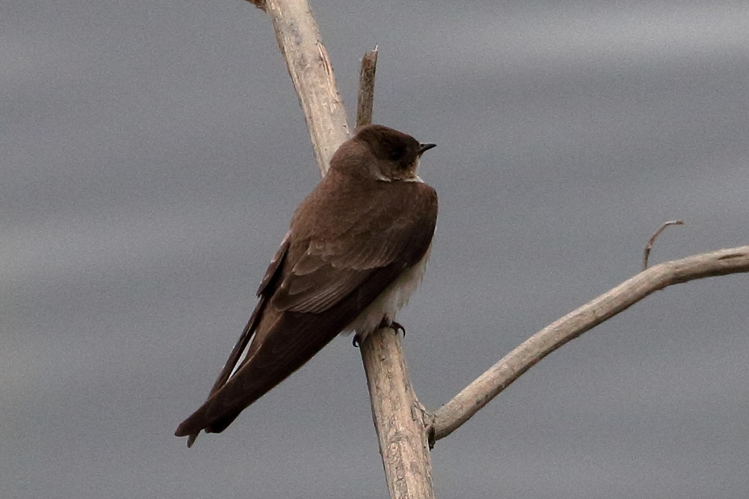 Northern Rough-winged Swallow - ML617327754