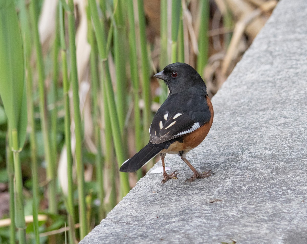 Eastern Towhee - ML617327813