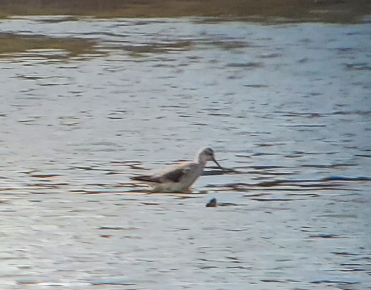 Marsh Sandpiper - ML617327819