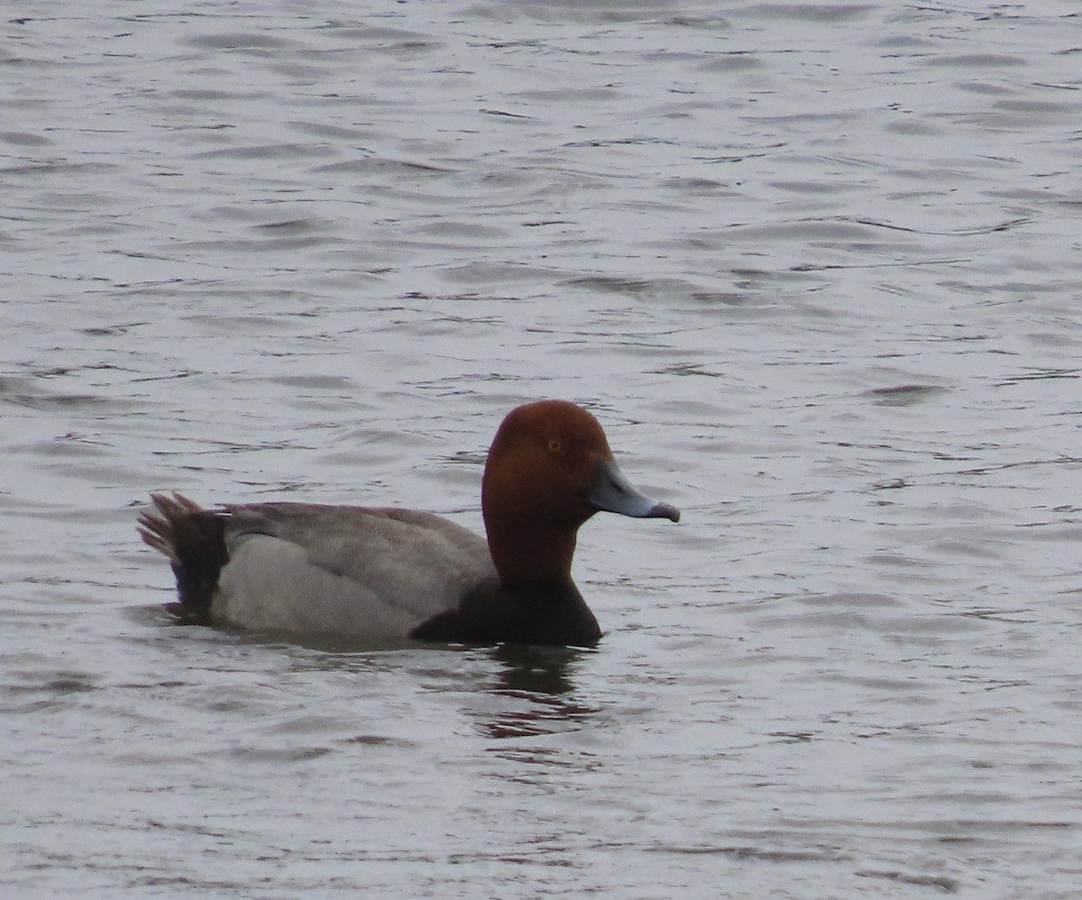 Redhead - Jan Gaffney