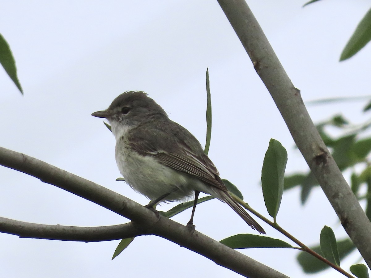 Bell's Vireo (Least) - ML617327909