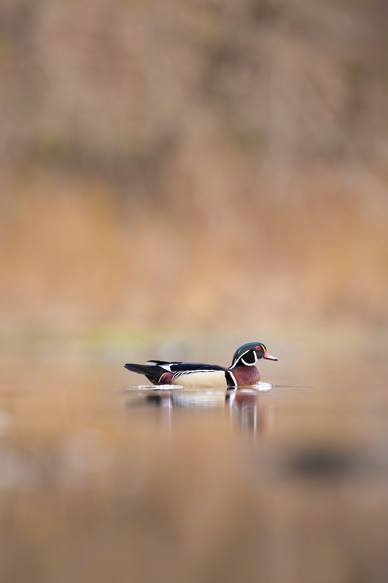 Wood Duck - ML617327921