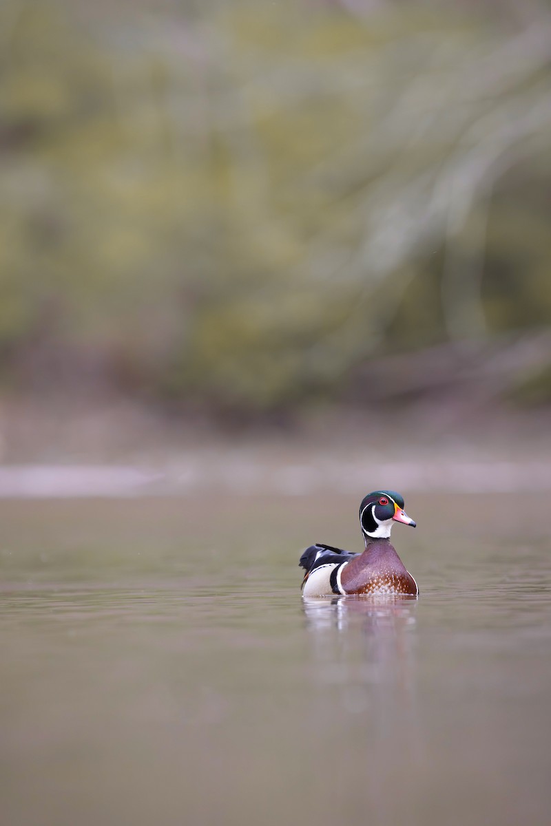 Wood Duck - ML617327922