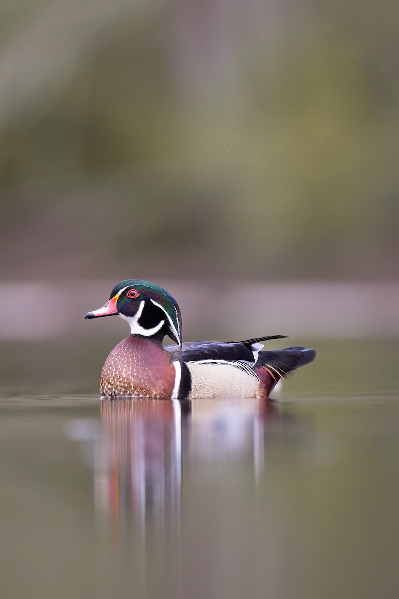 Wood Duck - ML617327924