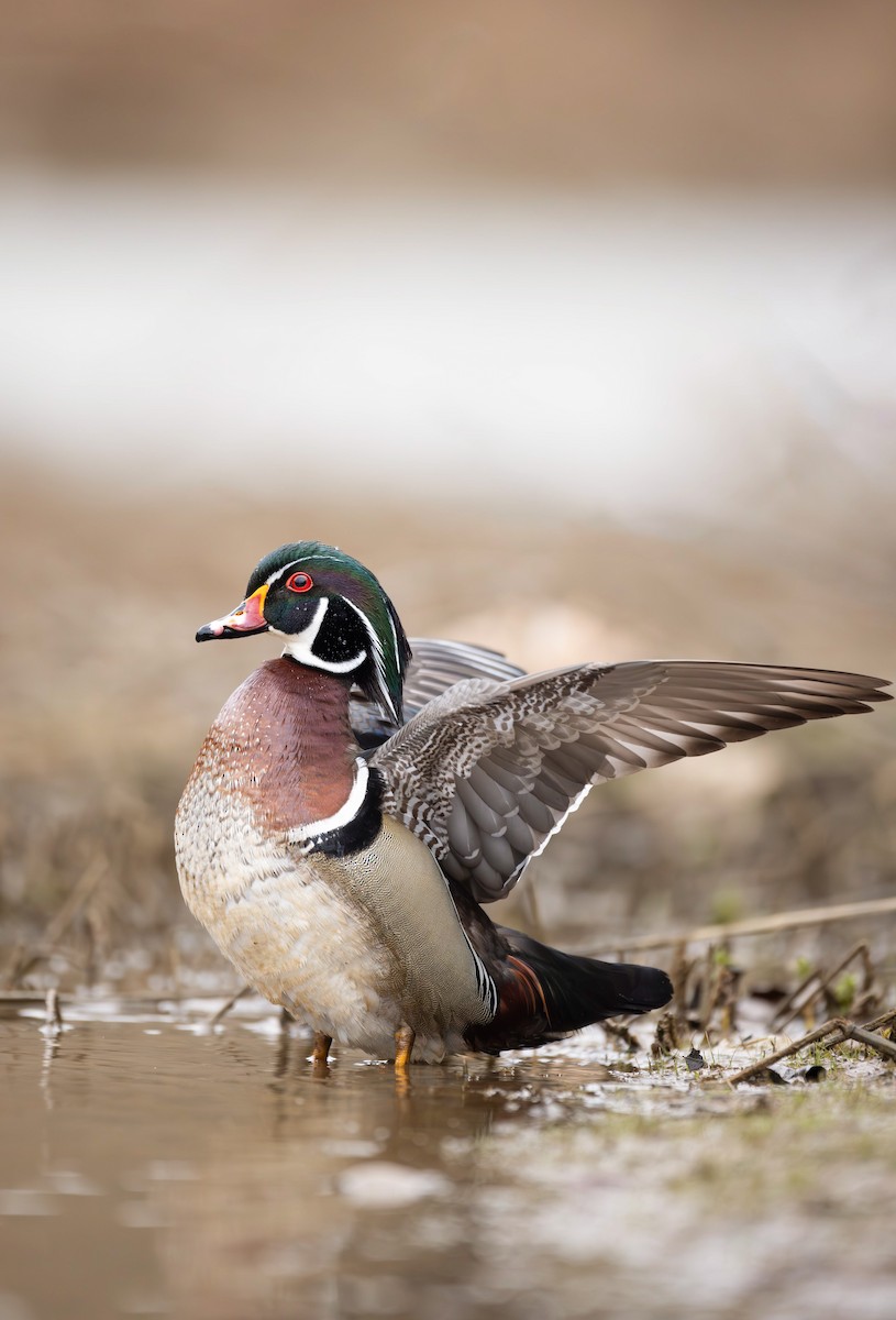 Wood Duck - ML617327925