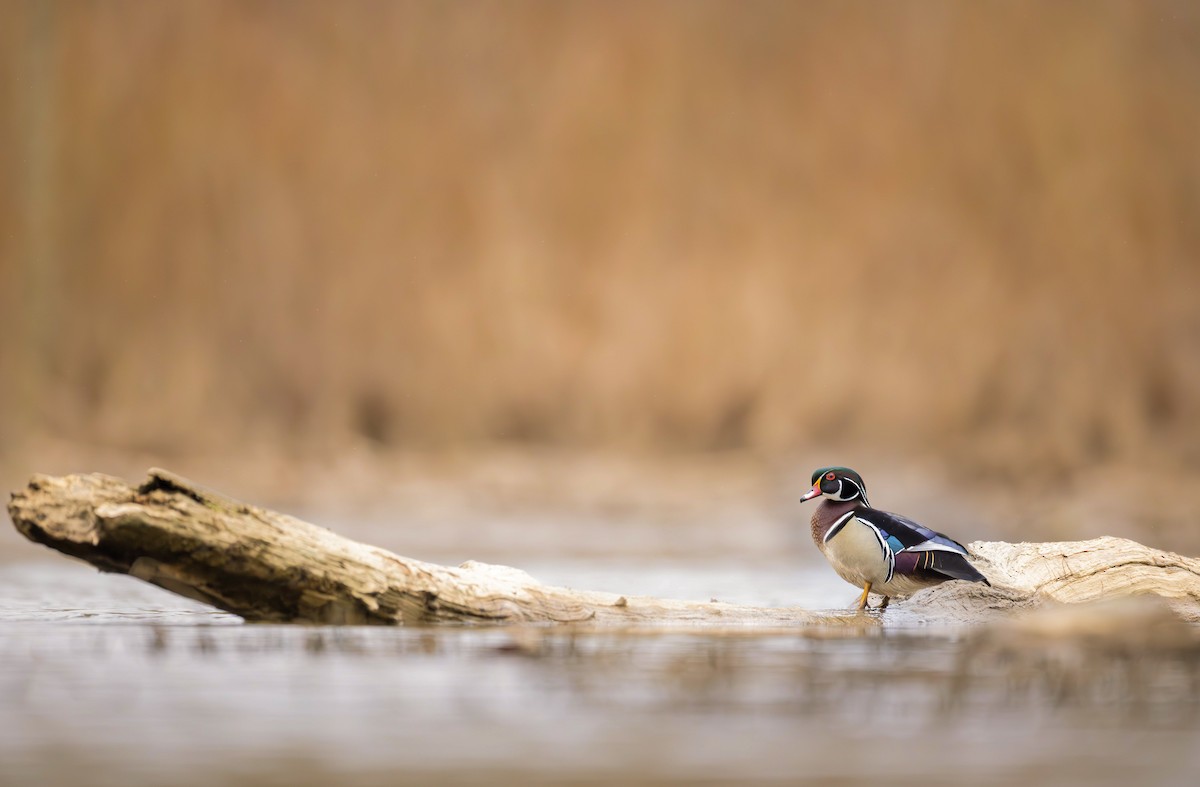 Wood Duck - Nathan Rees