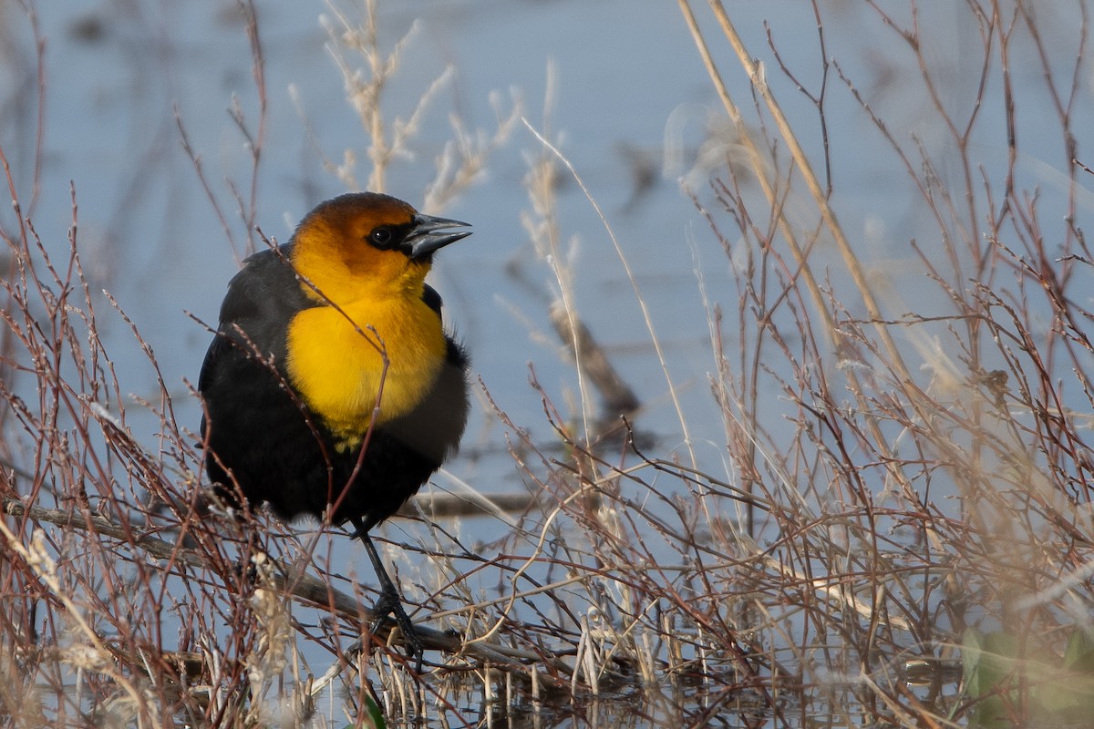 Yellow-headed Blackbird - ML617327931