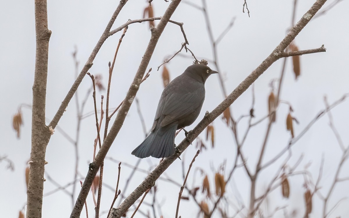 Rusty Blackbird - Yannick Fleury