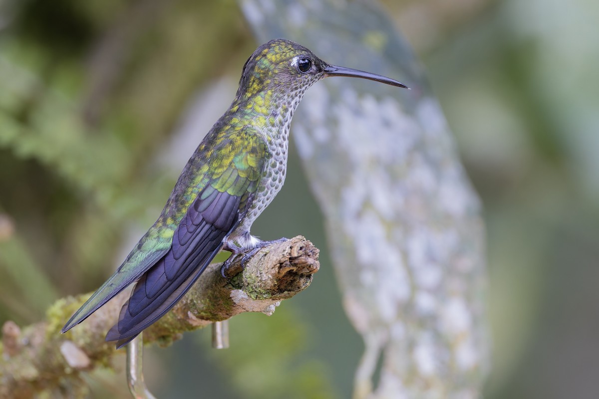 Many-spotted Hummingbird - Michael Todd