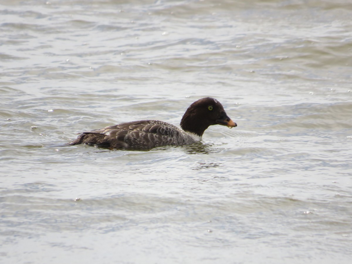 Barrow's Goldeneye - Michelle Lloyd