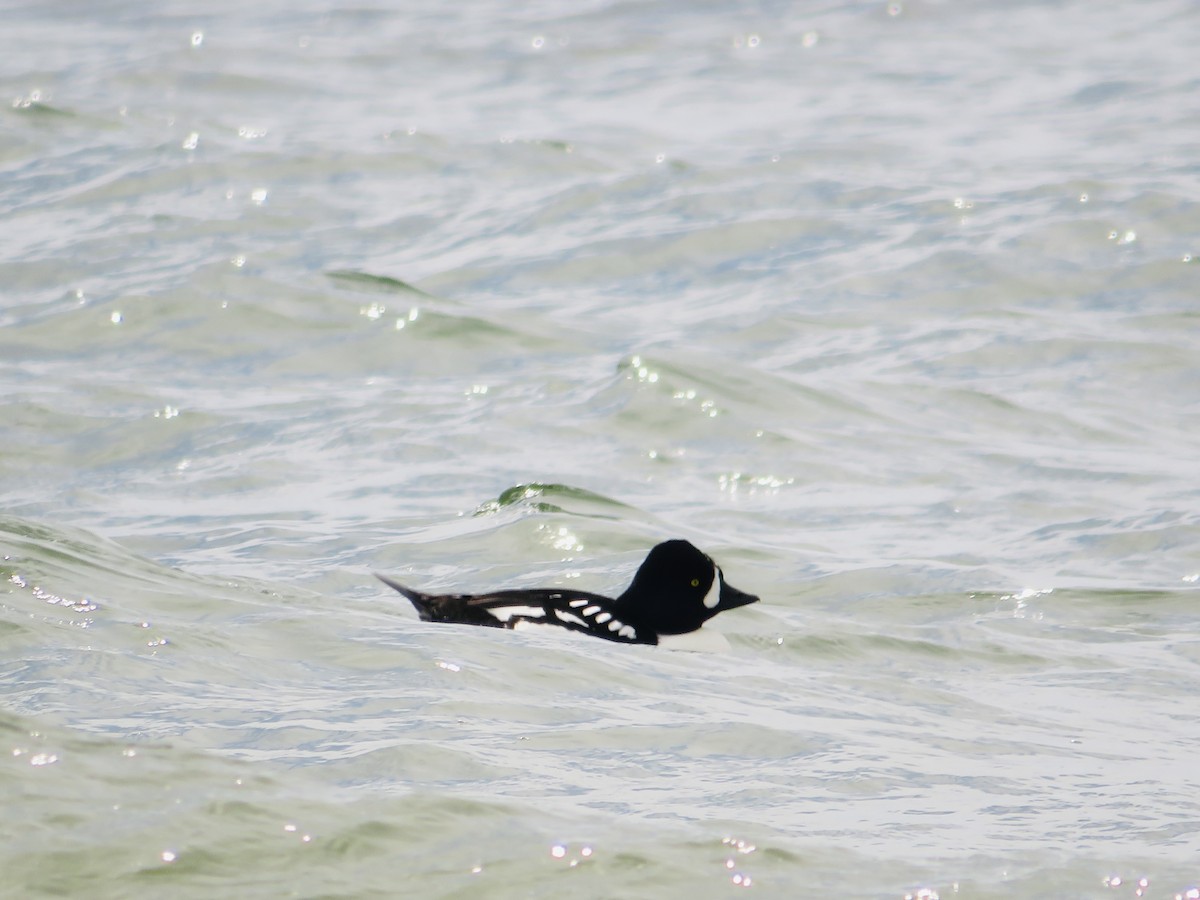 Barrow's Goldeneye - ML617328005