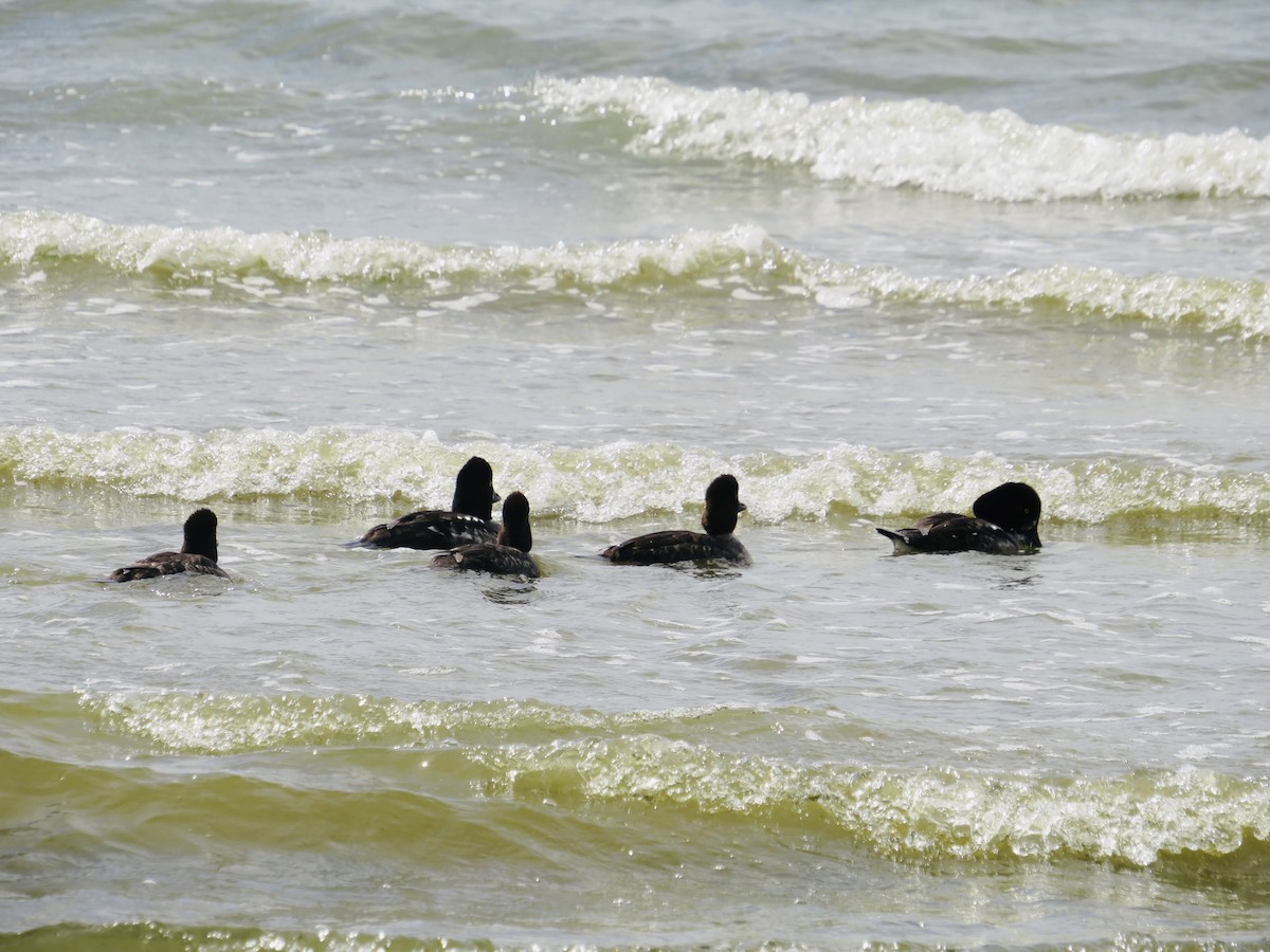 Barrow's Goldeneye - Michelle Lloyd