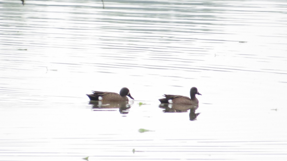 Blue-winged Teal - ML617328047