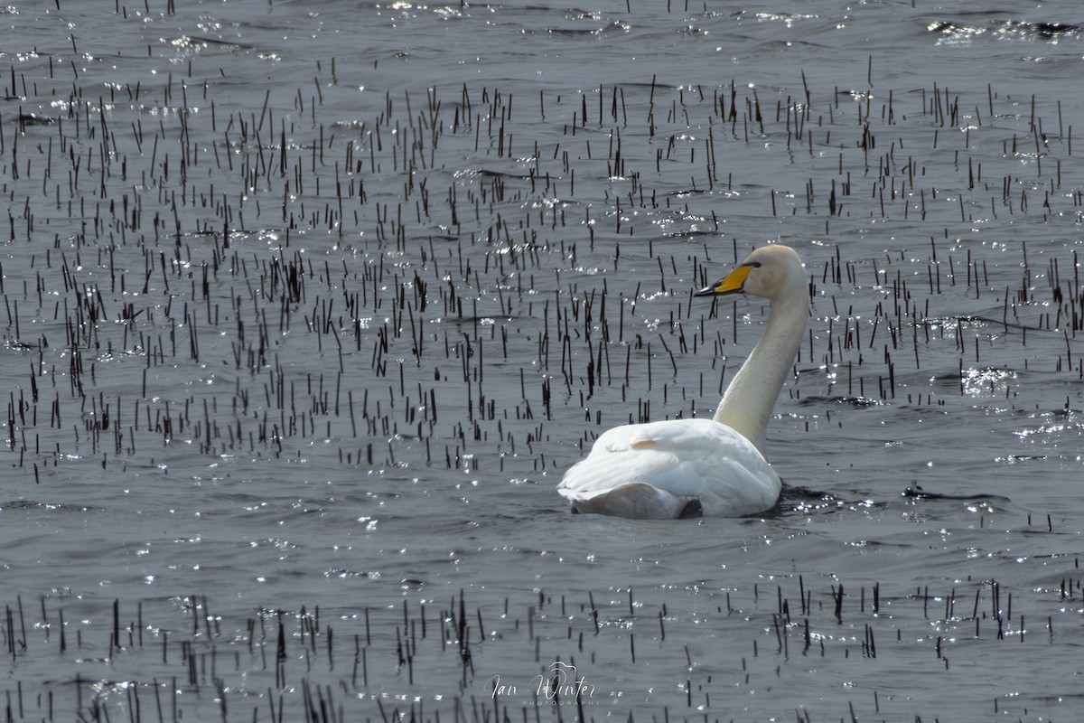 Whooper Swan - ML617328050