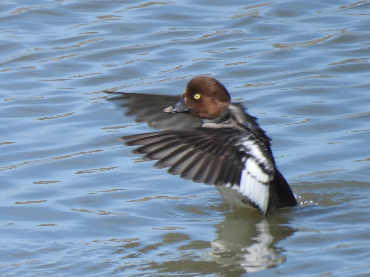 Common Goldeneye - ML617328055