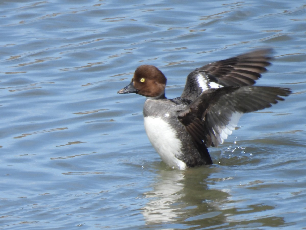 Common Goldeneye - ML617328056