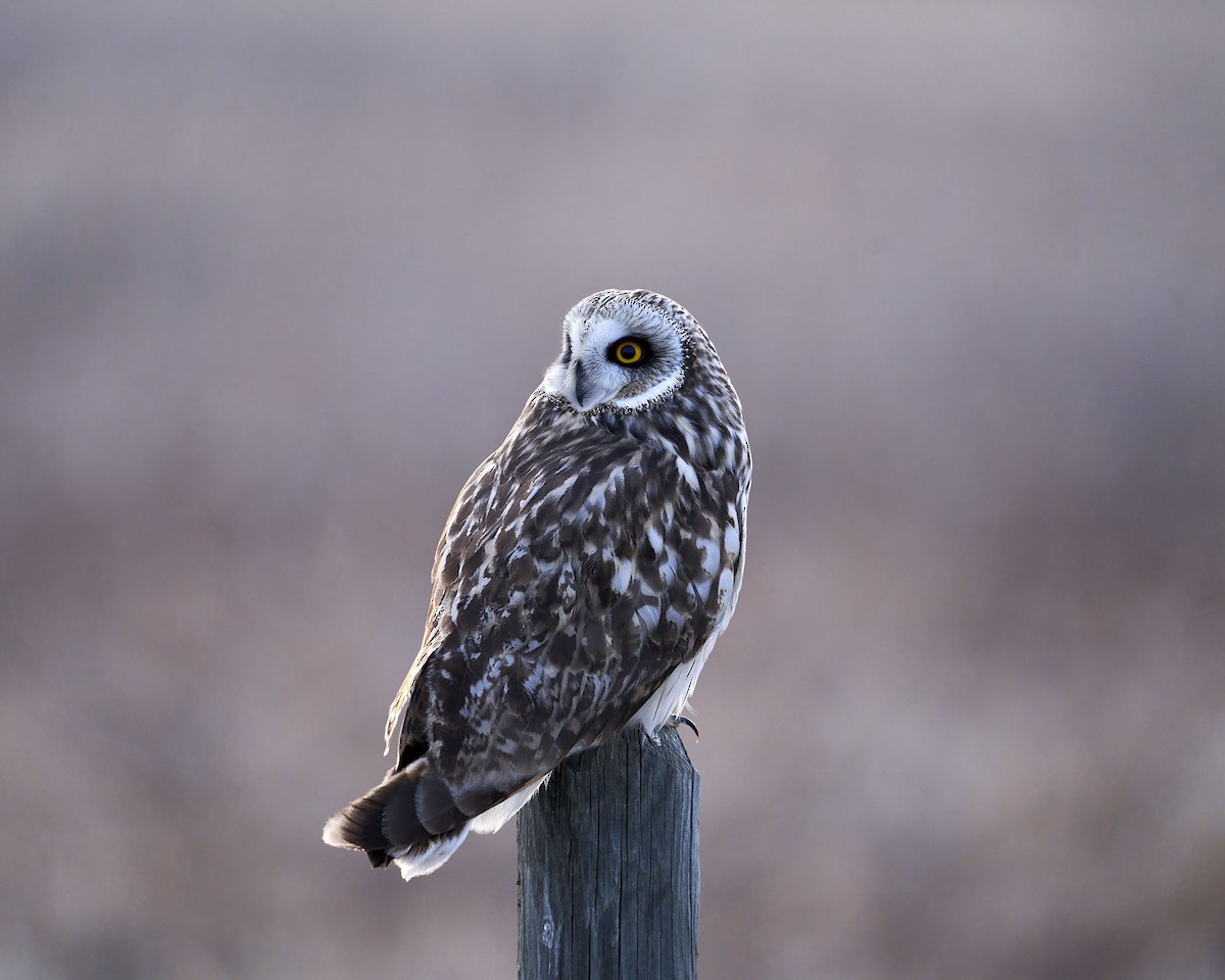 Short-eared Owl - Ian van Coller