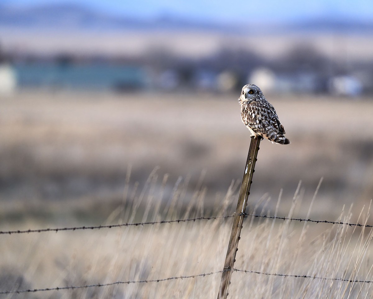 Short-eared Owl - Ian van Coller