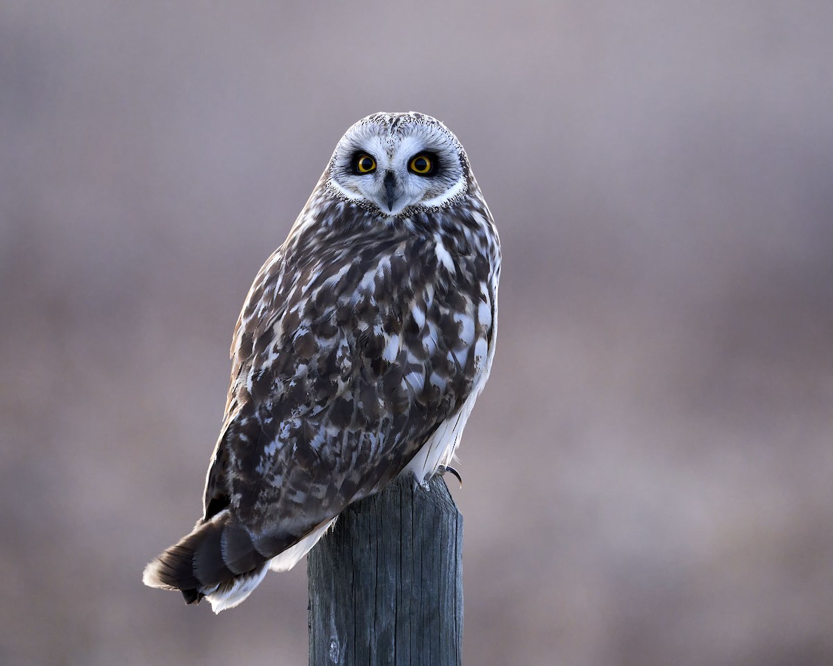 Short-eared Owl - Ian van Coller