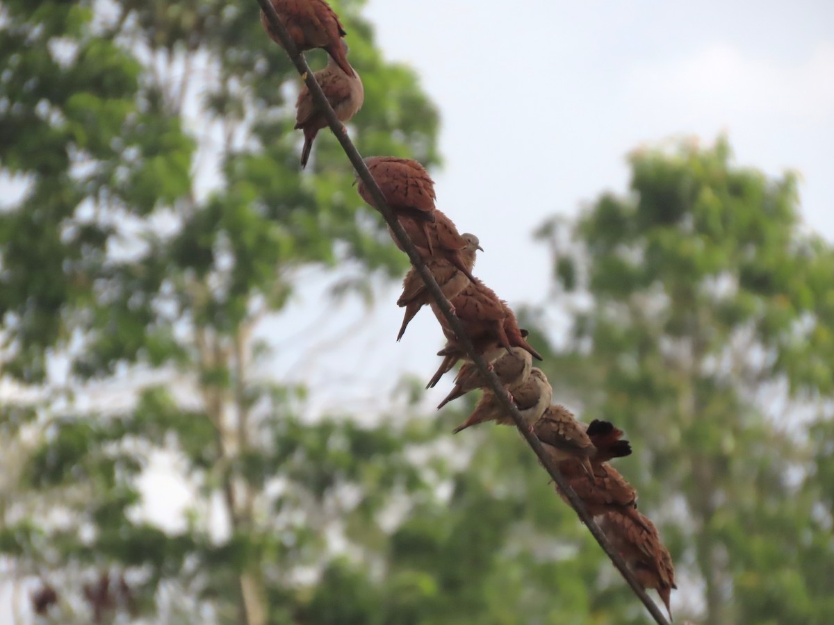 Ruddy Ground Dove - ML617328115