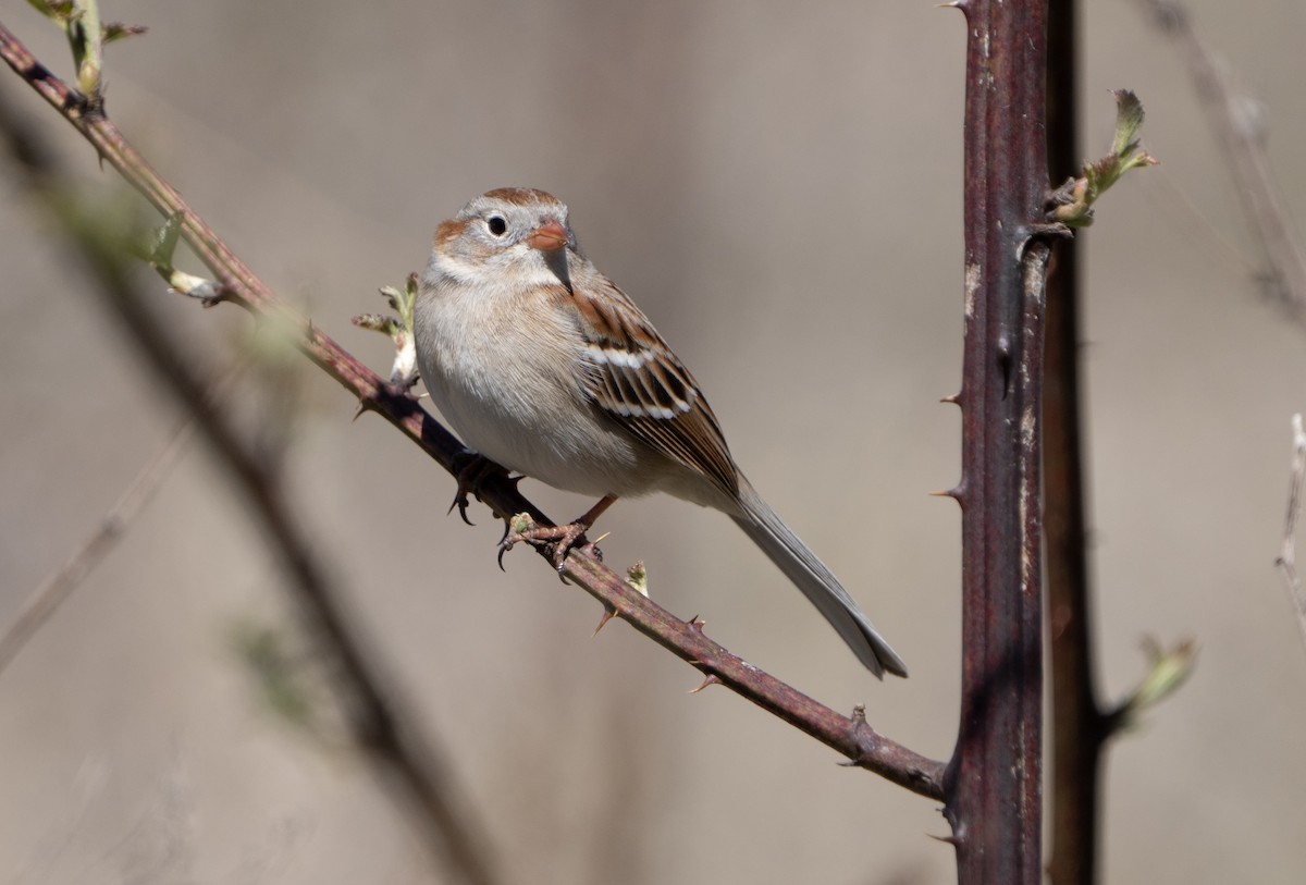 Field Sparrow - ML617328117