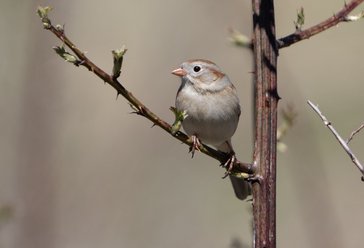 Field Sparrow - ML617328118
