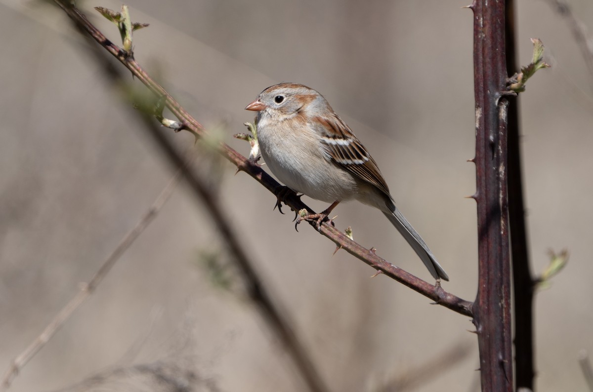 Field Sparrow - ML617328119
