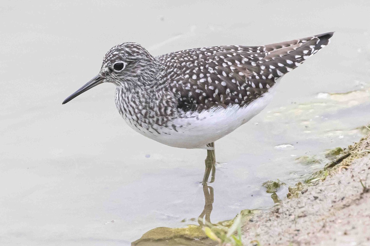 Solitary Sandpiper - ML617328144