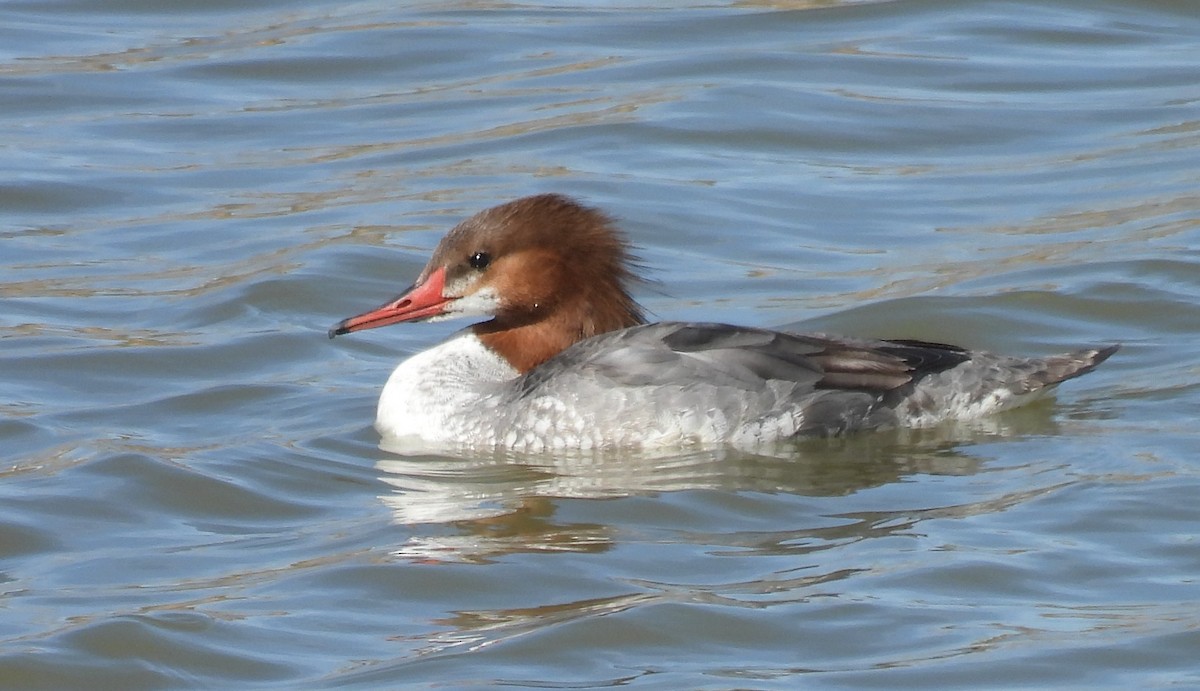 Common Merganser - ML617328152