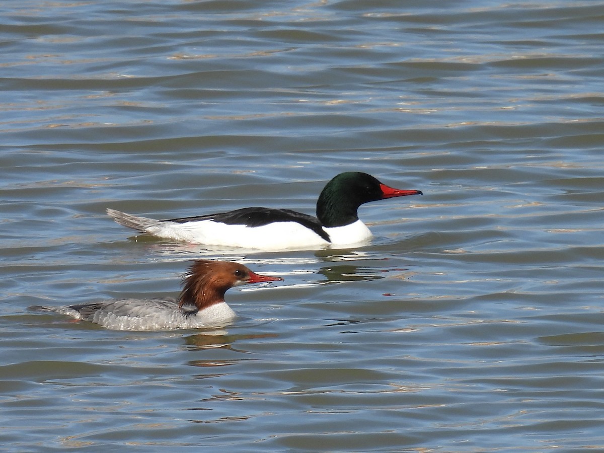 Common Merganser - ML617328153