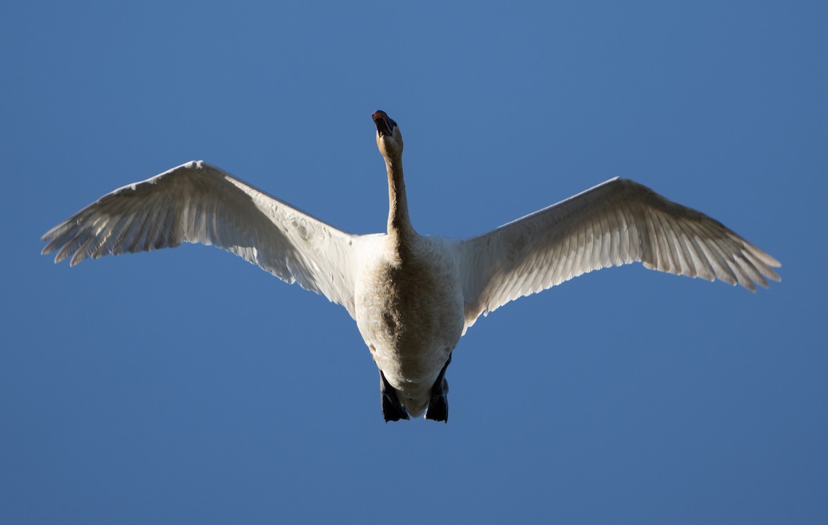 Trumpeter Swan - ML617328165