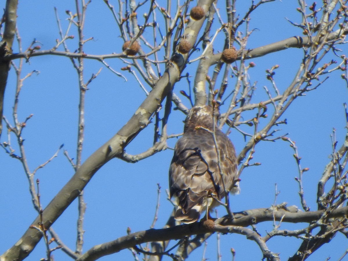 Broad-winged Hawk - ML617328189