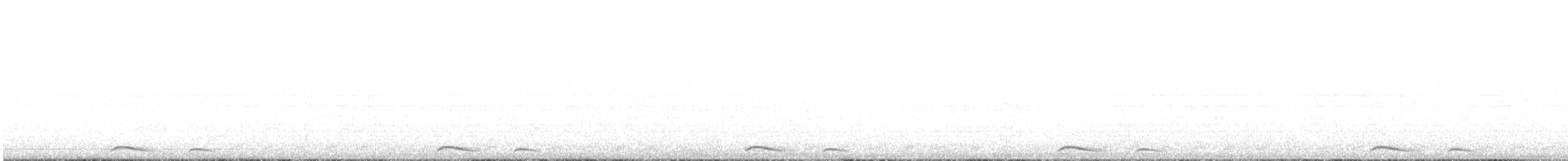 holoubek mexický - ML617328256