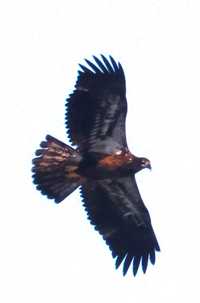 Bald Eagle - ML617328282