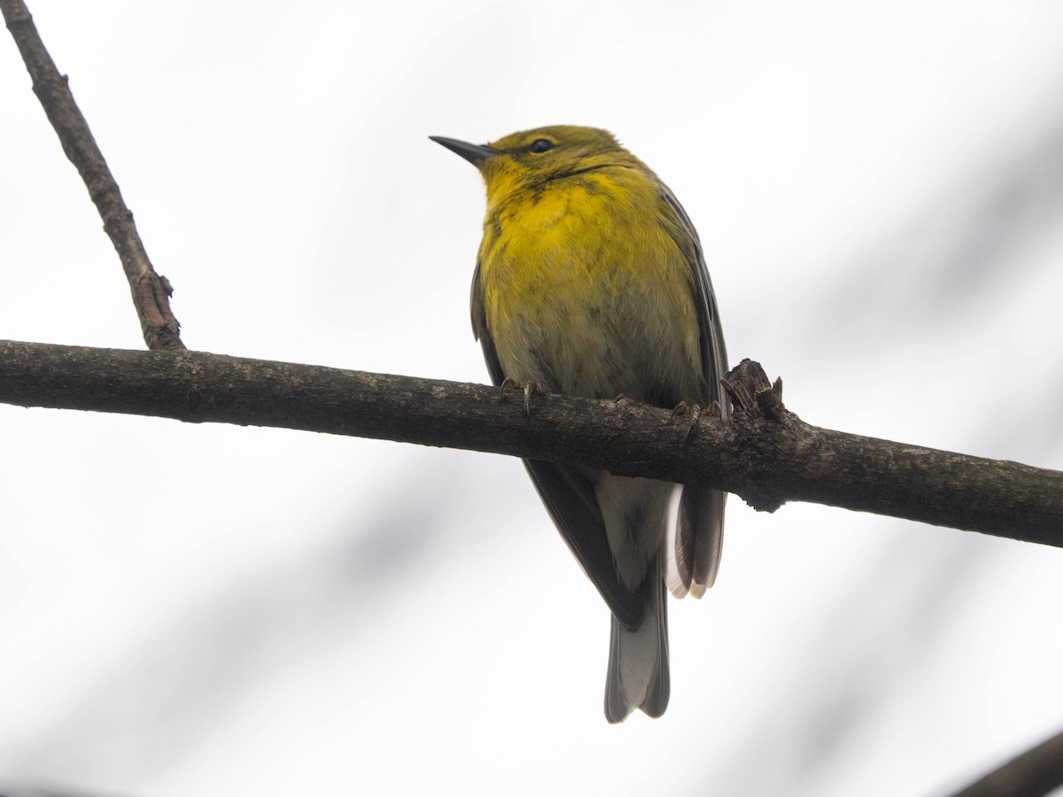 Pine Warbler - Ted Kavanagh