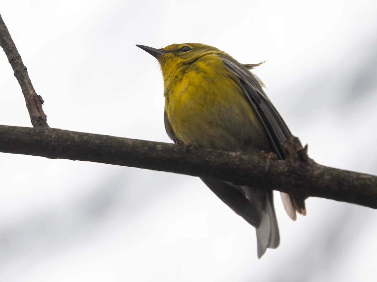 Pine Warbler - ML617328290