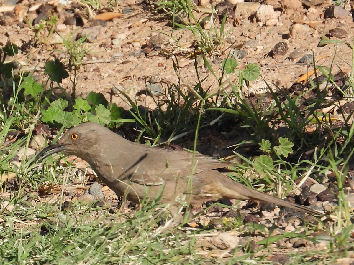 Curve-billed Thrasher - ML617328298