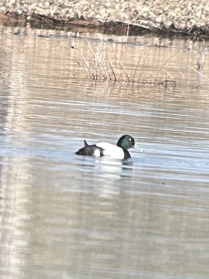 Greater Scaup - Adam Crutcher