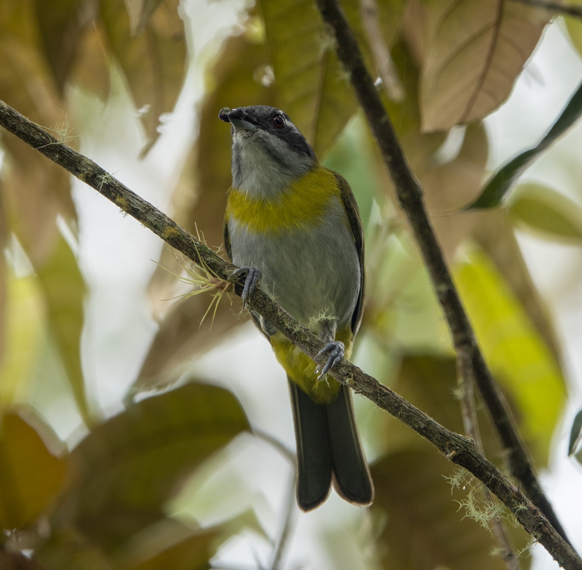 Ashy-throated Chlorospingus - ML617328320