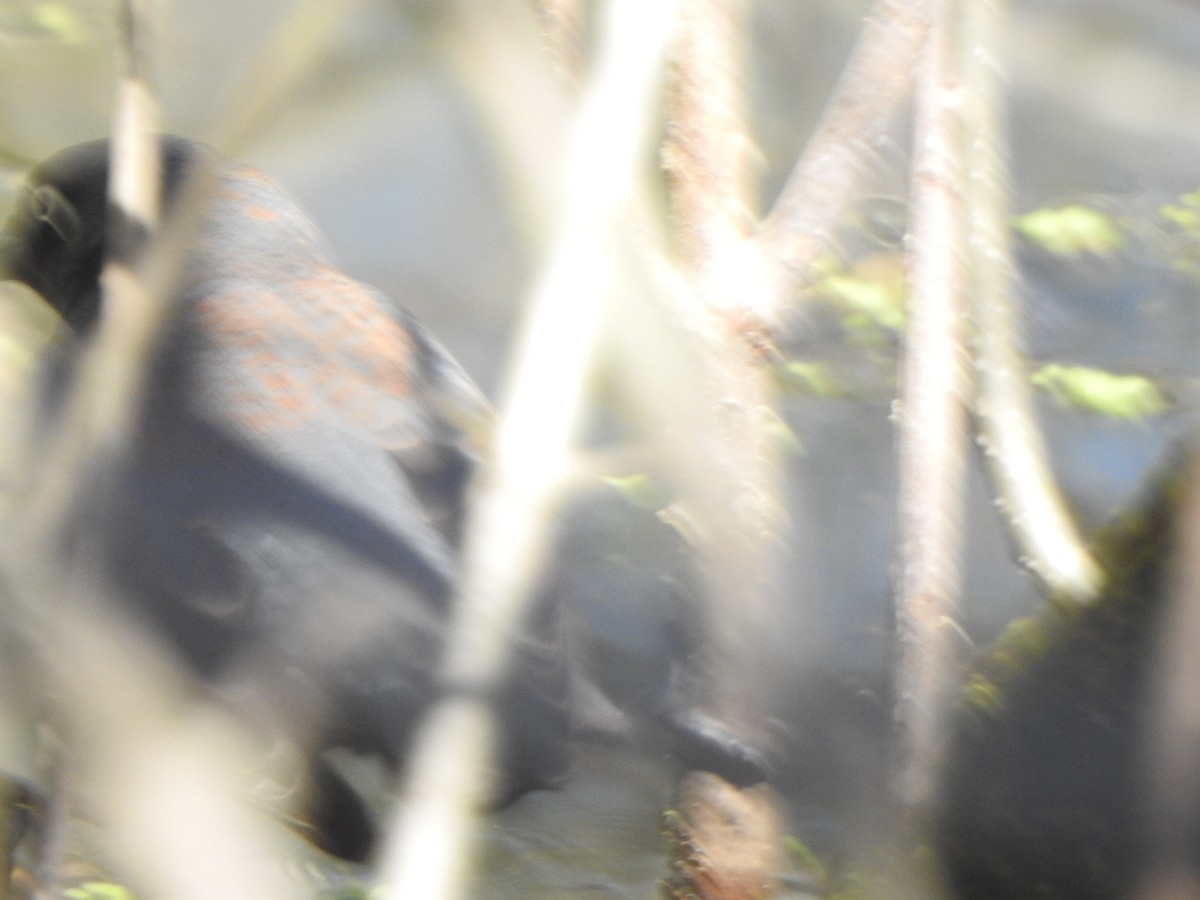 Rusty Blackbird - ML617328332