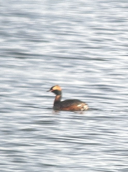 Svasso cornuto - ML617328340