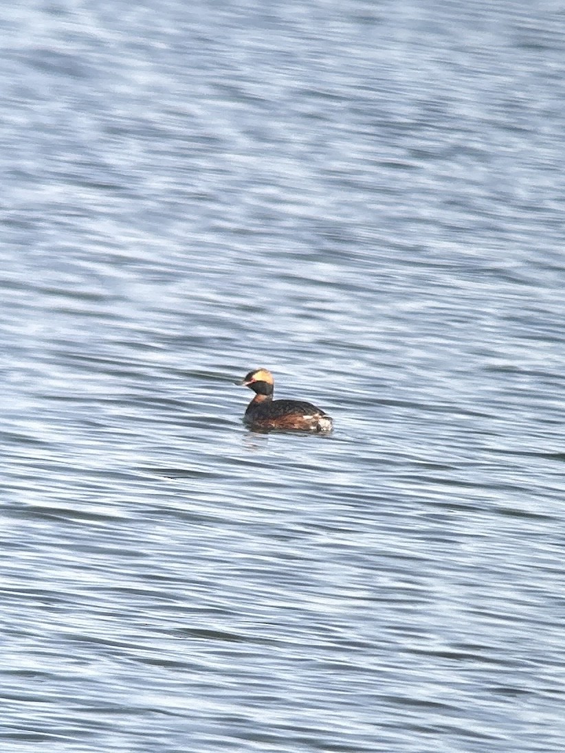 Horned Grebe - ML617328341