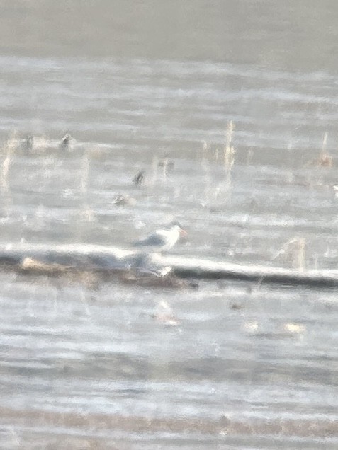 Sterna maggiore - ML617328350