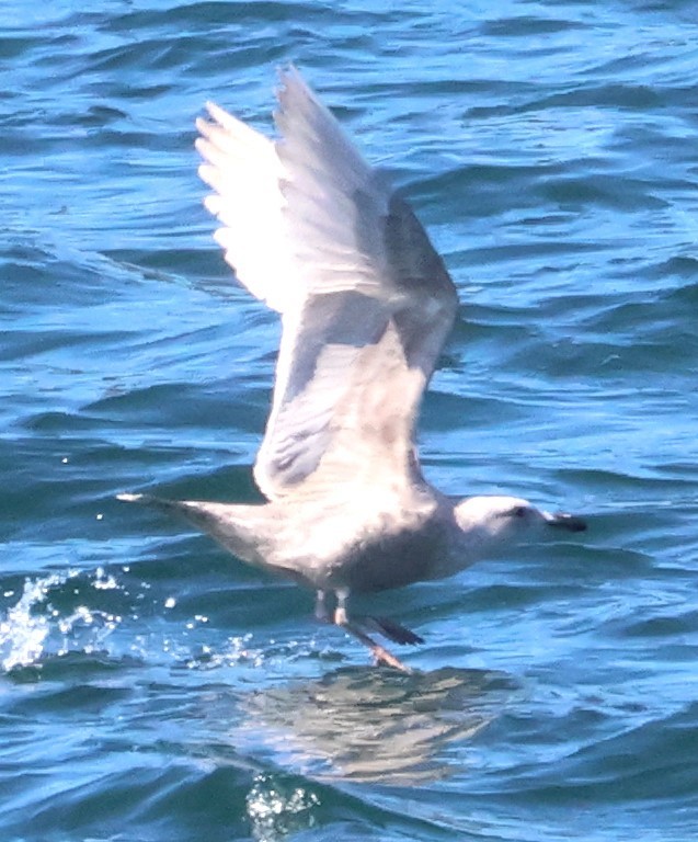 Iceland Gull - ML617328364