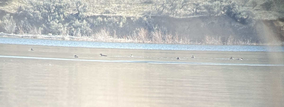 Strolaga maggiore - ML617328366