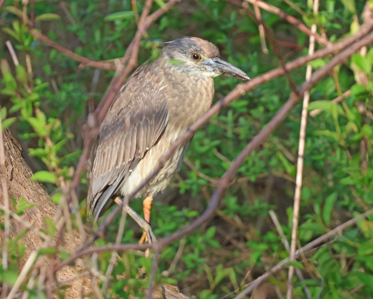 Yellow-crowned Night Heron - ML617328372