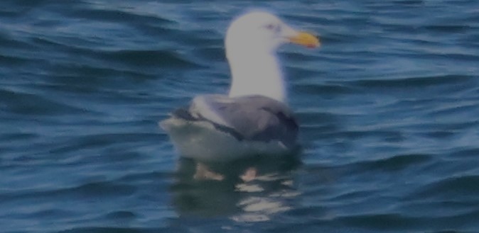 Herring Gull - ML617328391